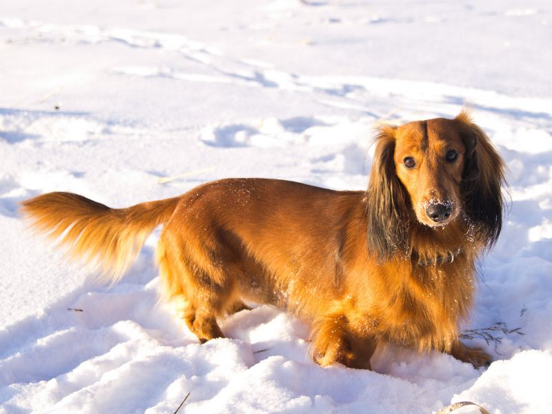 Roter Langhaardackel steht im Schnee und schaut in Kamera.